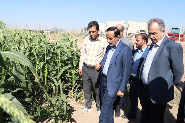 بازدید معاون وزیر جهاد کشاورزی از طرح آبیاری قطره‌ای در شهرستان البرز