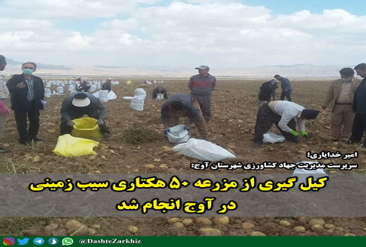 ۵۰ هکتار مزرعه سیب زمینی در آوج کیل گیری شد